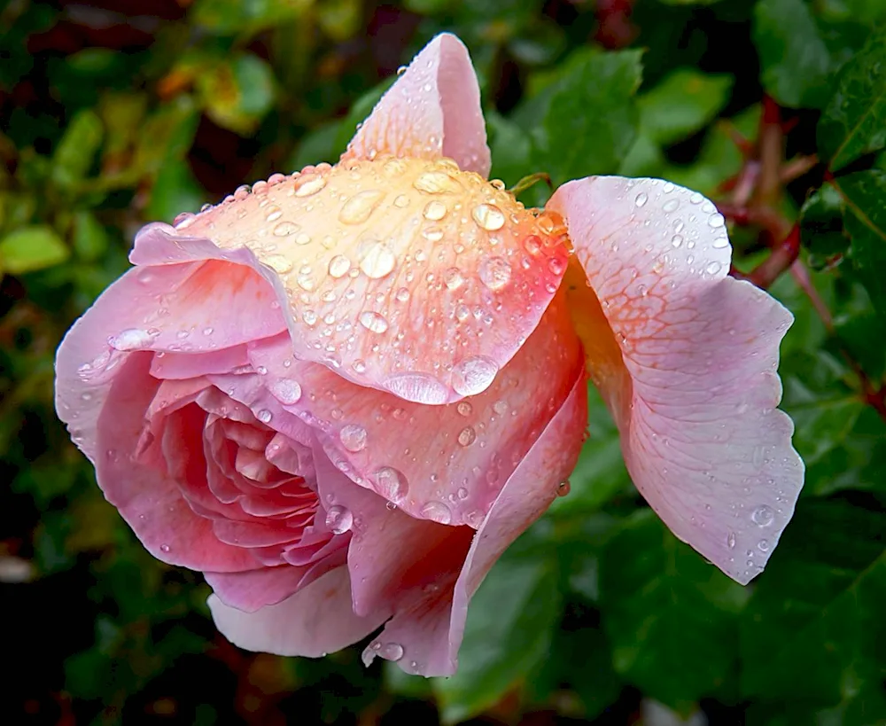 Beautiful roses with dewdrops