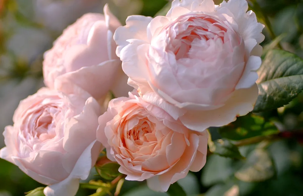 Rosa Bridal piano