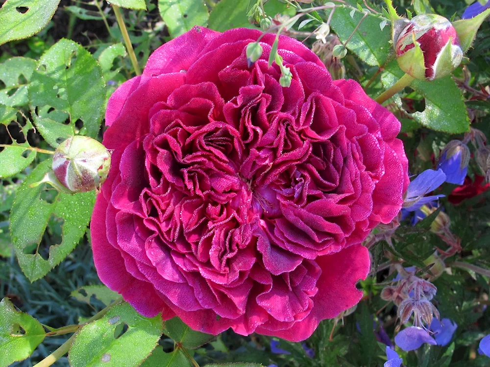 Darcey Bussell Rose David Austin Darcey Bussell Rose Darcey Bussell Rose Darcey Bussell Rose Shrub Darcey Bussell Rose Darcey Bussell Rose Darcey Bussell Rose. Darcey Bussell