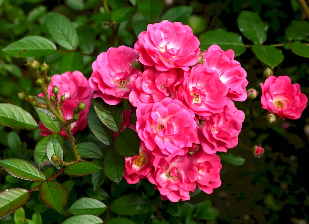 Rose Dinky polyanthus