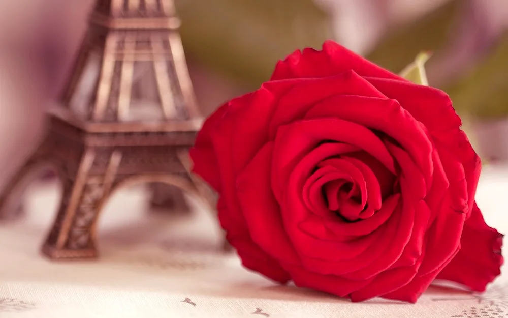 Eiffel Tower rose