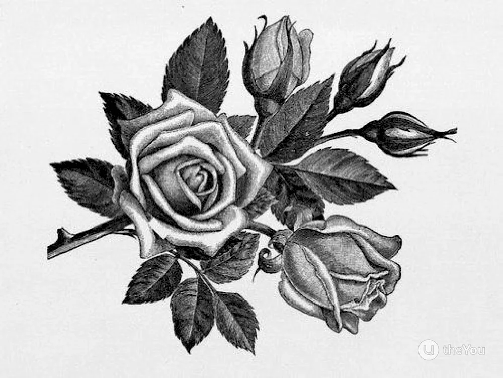 Pencil drawing