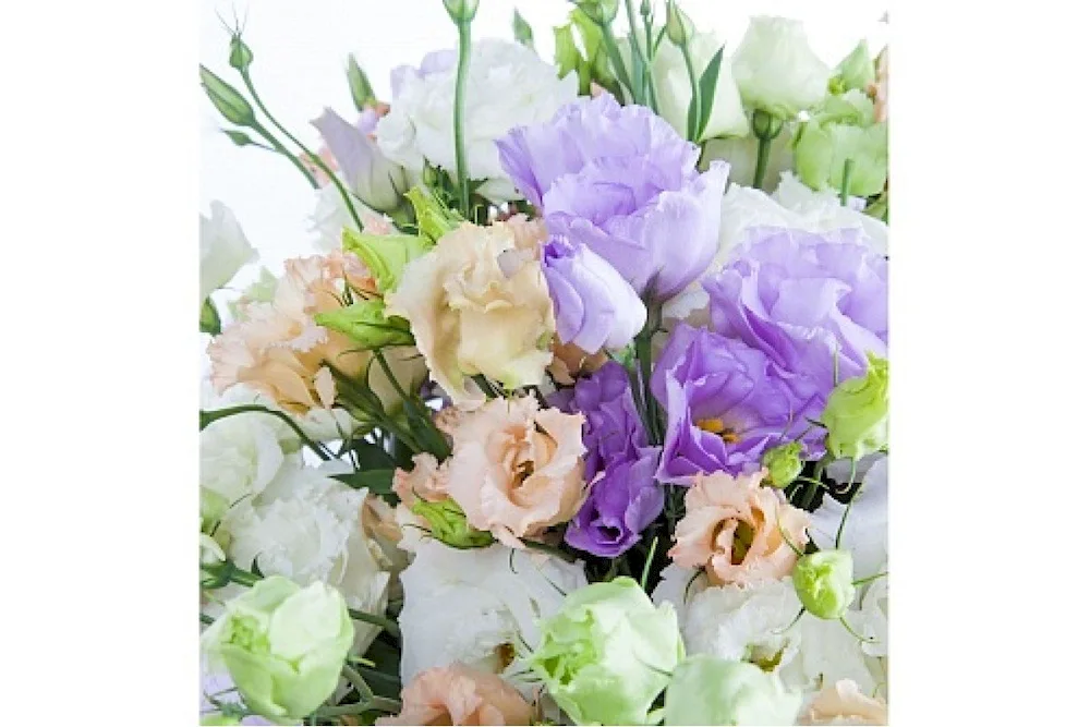 Eustoma