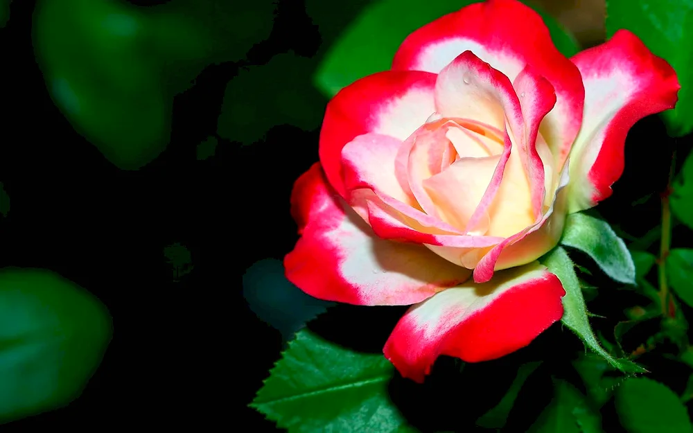 Floribunda rose red and white