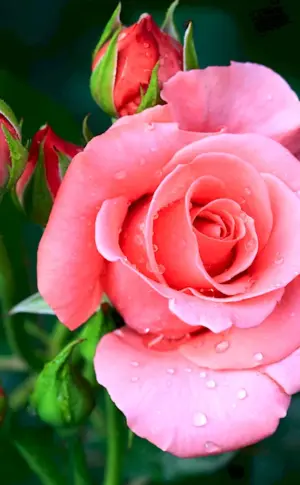 Pink floribunda rose