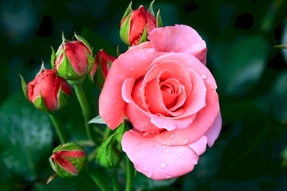 Pink floribunda rose