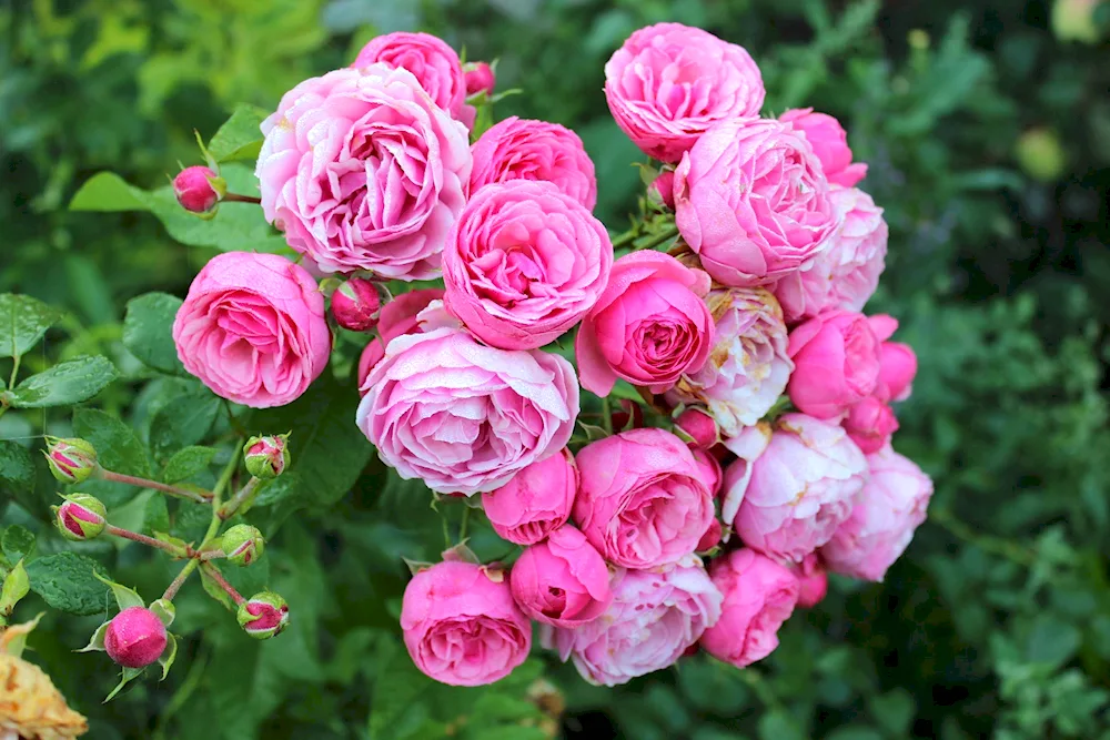 Tea-hybrid rose Guinness