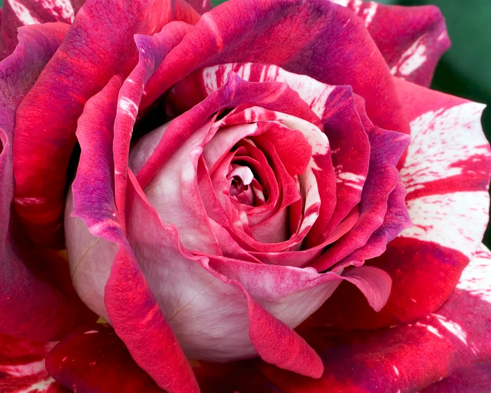 Full House rose