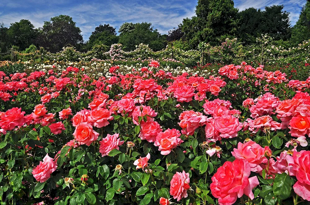 Flower Field