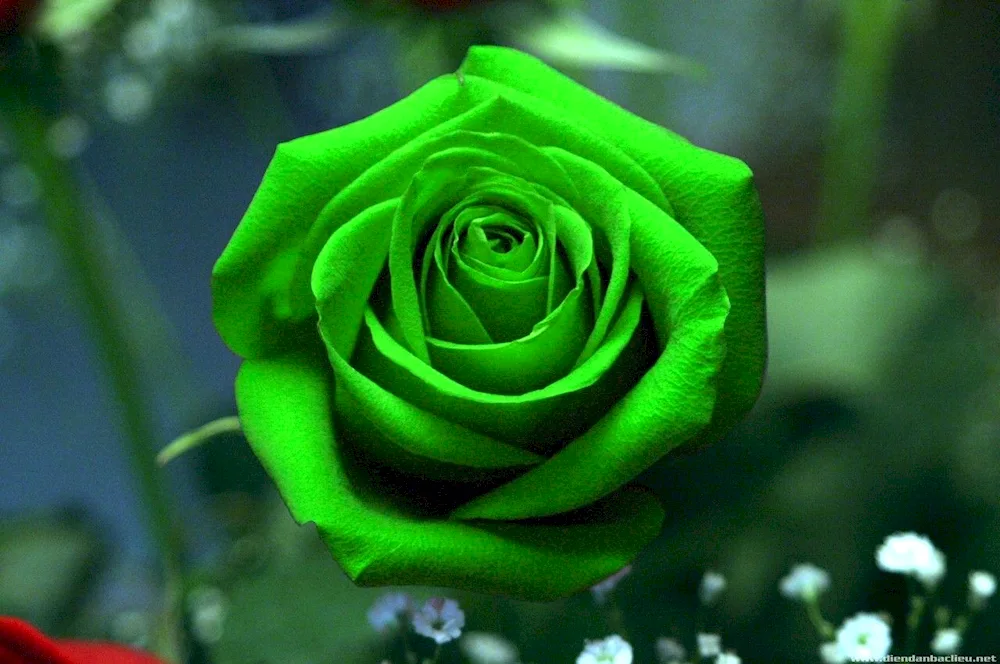 Rose Full Monty
