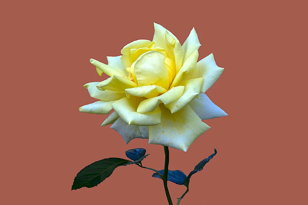 Rosa Yellow Berolina