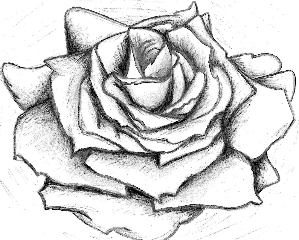 Rose pencil drawing
