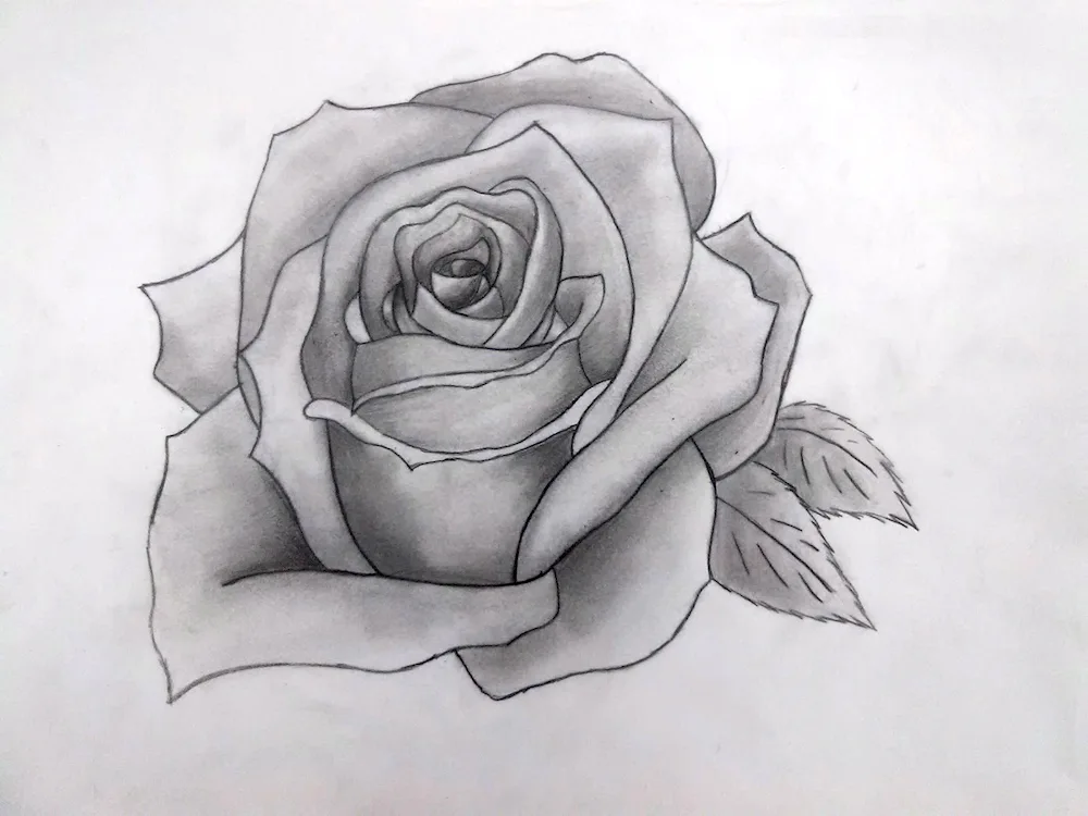 Beautiful pencil drawings