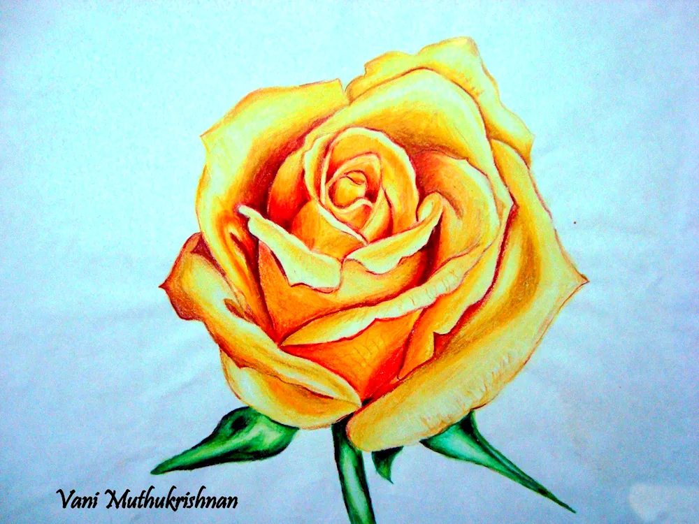 Rose in pencil