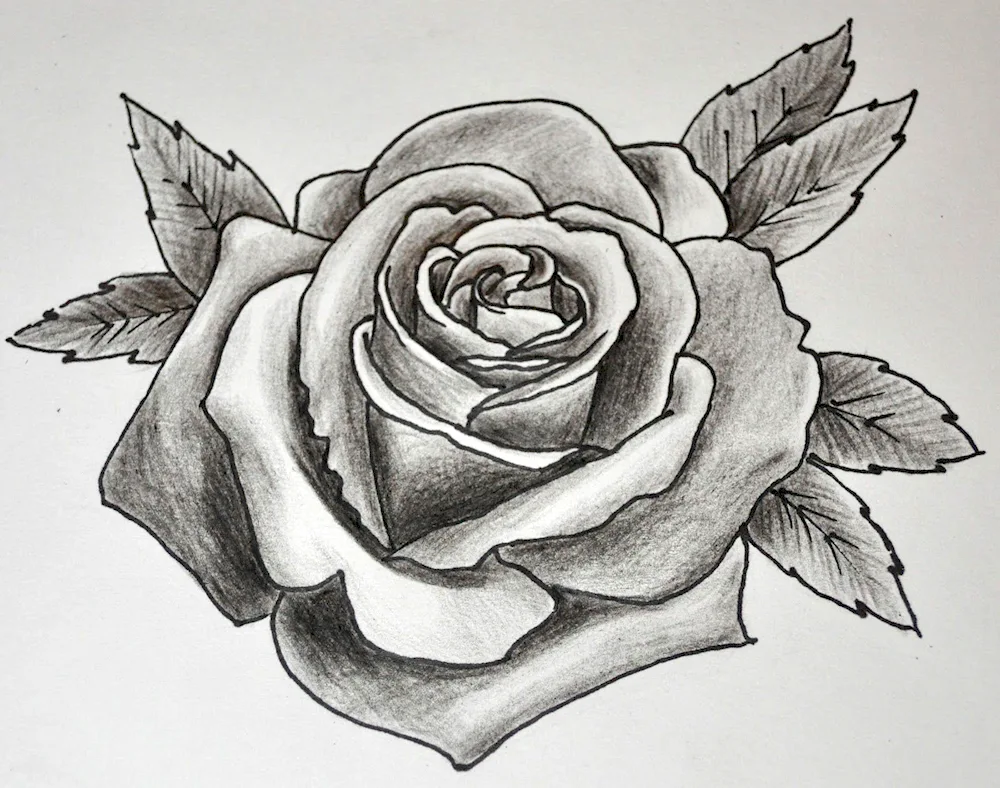 Rose pencil drawing