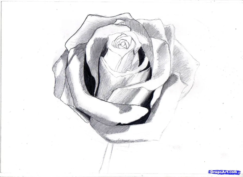 Flowers drawing drawing