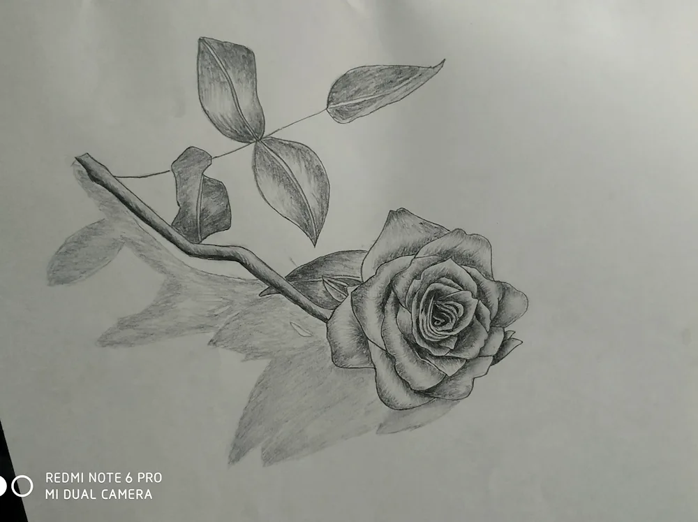 Pencil drawing