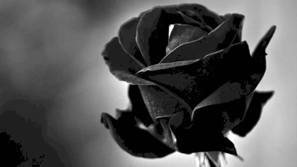 Black rose