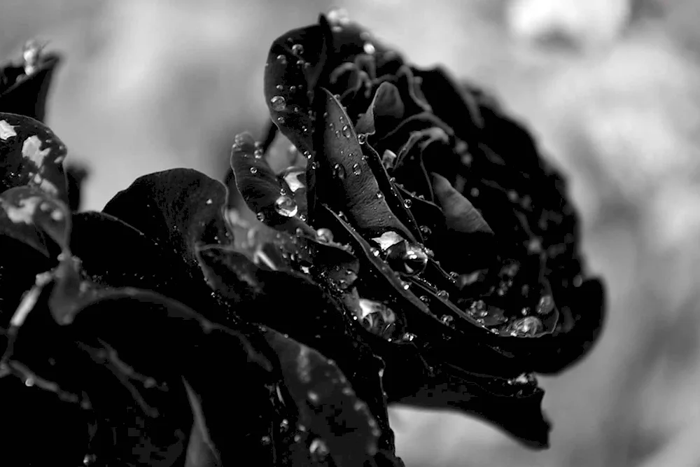 Black rose