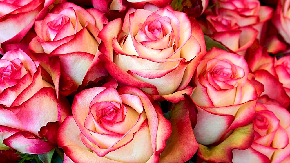 Rose Hitch Lender