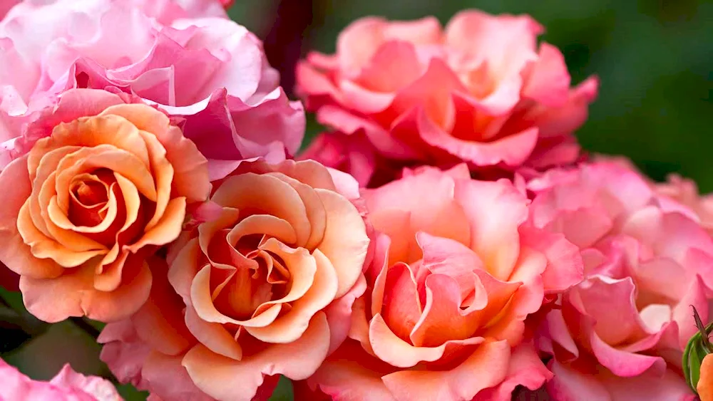 Carnal Mac rose