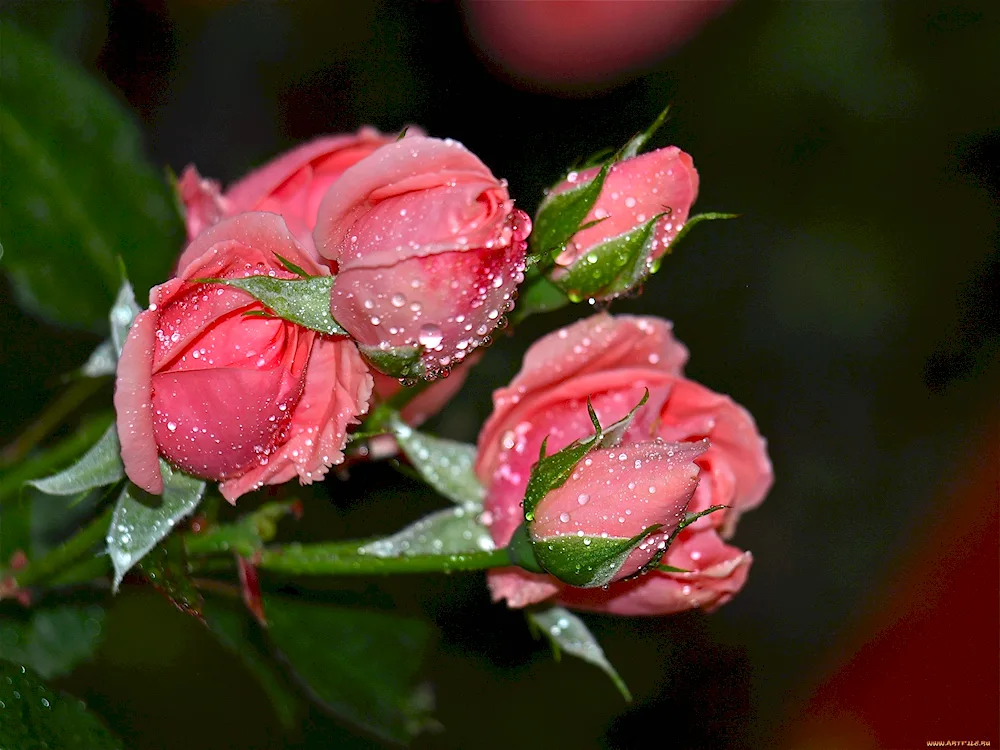 Pink rose dewdrop rose