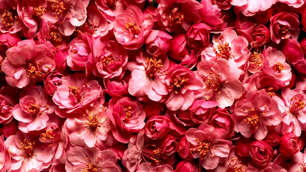 Cherry blossom bush rose