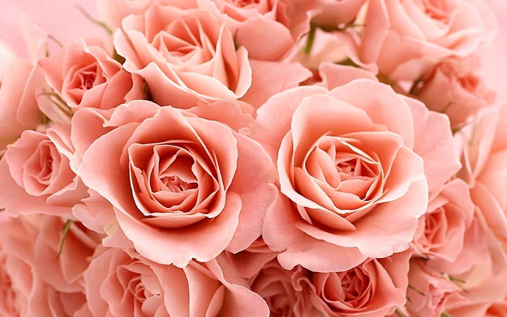 Rose bush peach