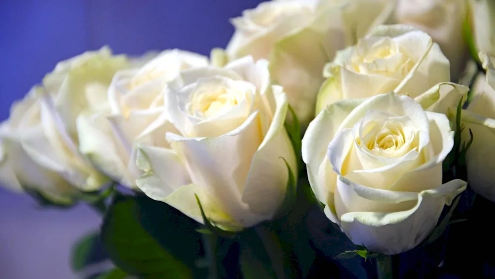 White roses