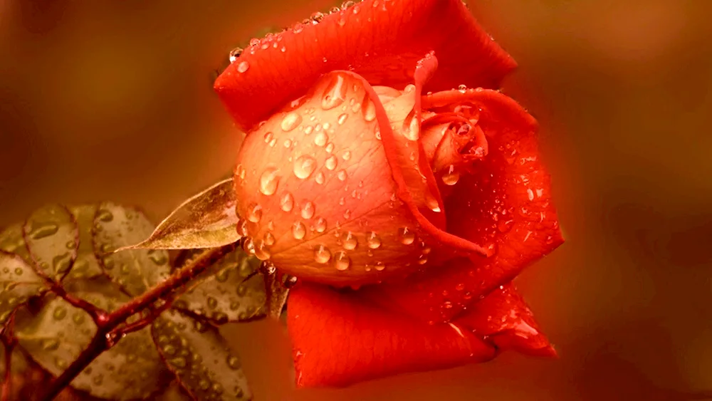 Macro rose