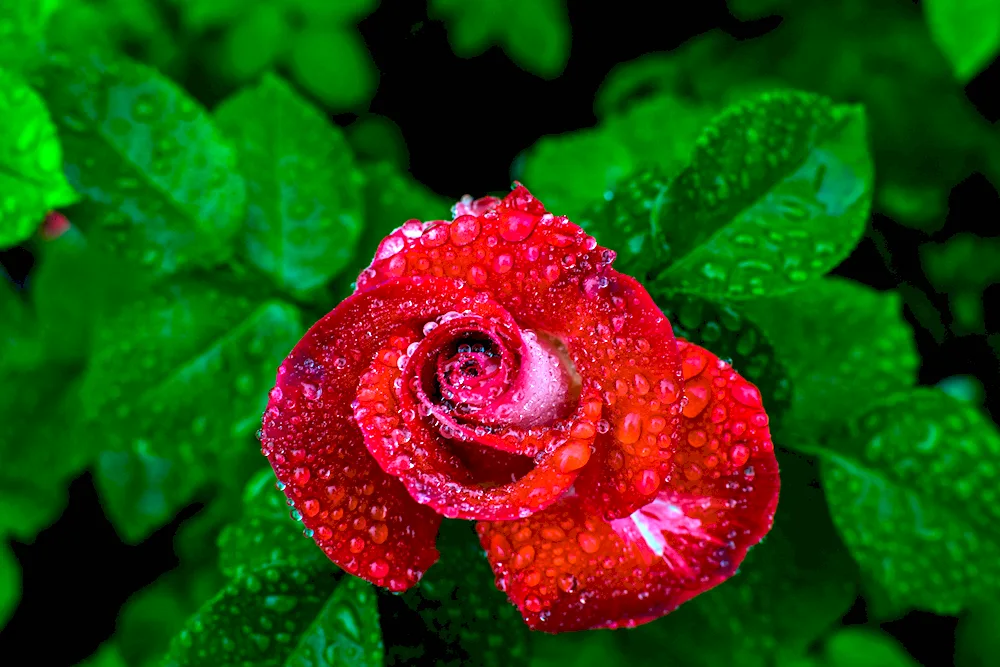 White rose