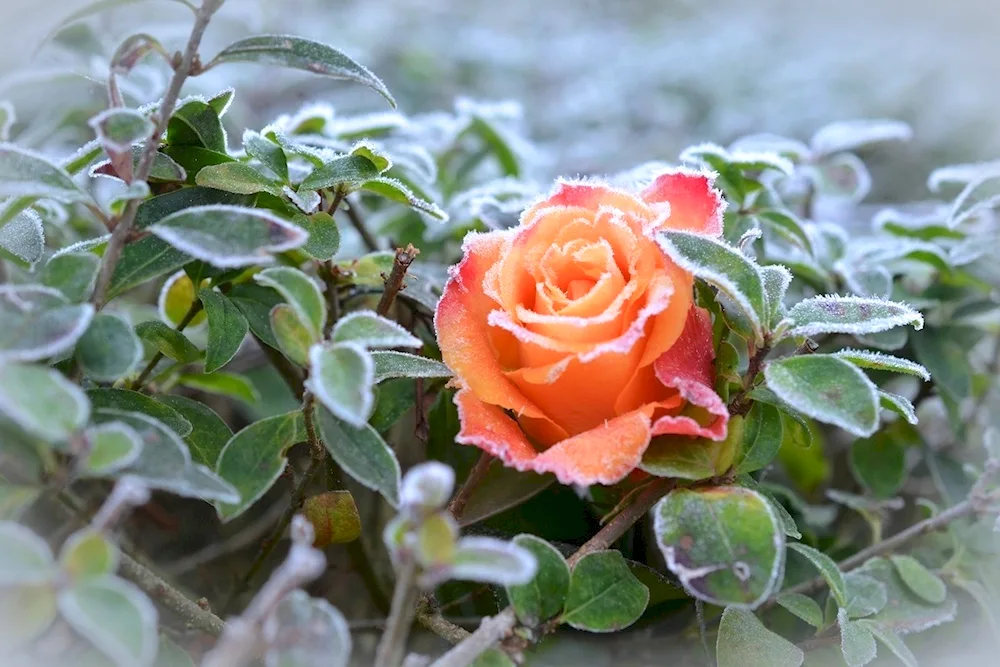 Winter flowers