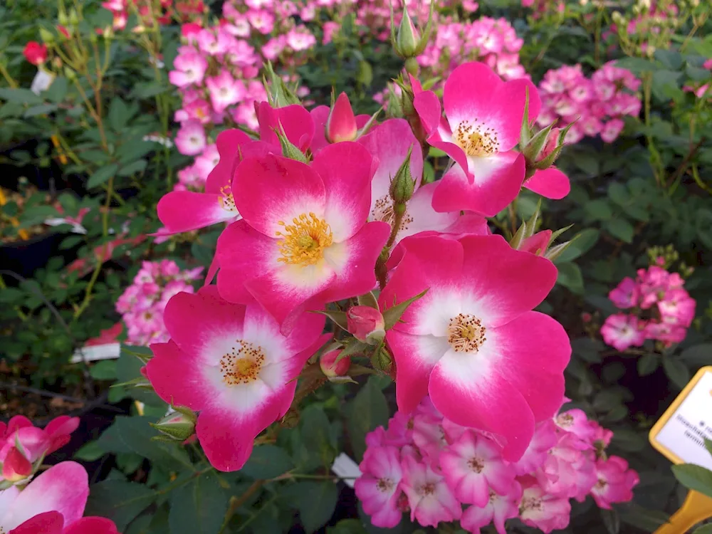 Rose musk rose Bukavu