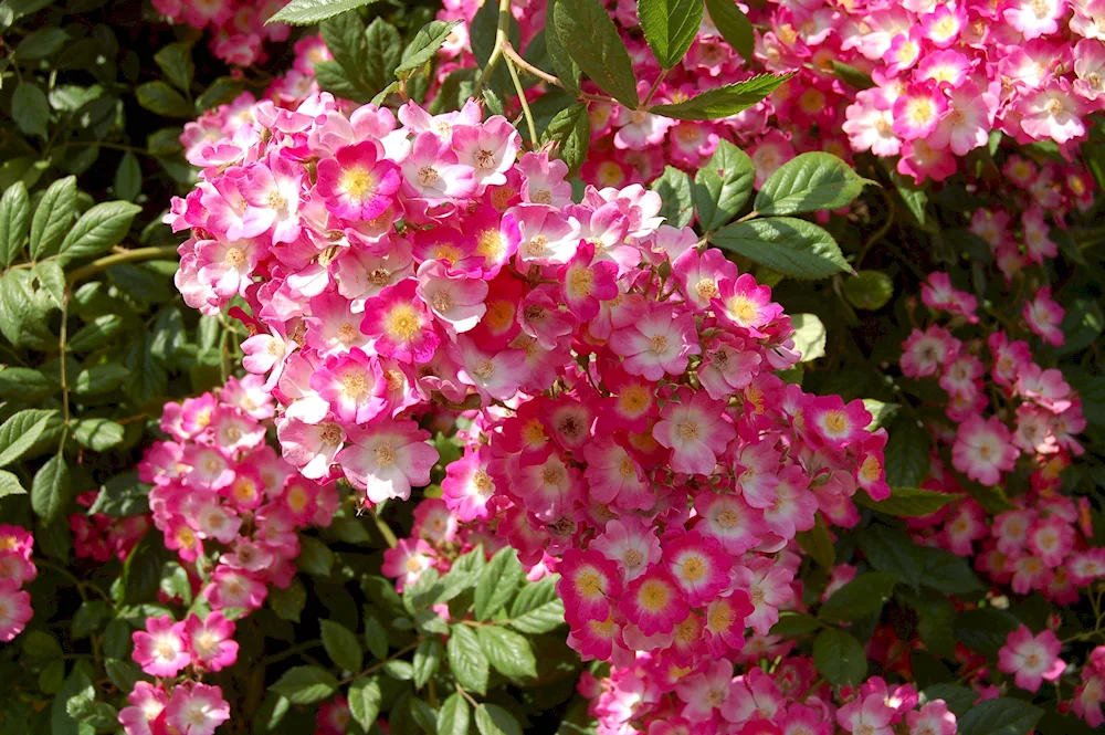 Musk Rose Mozart