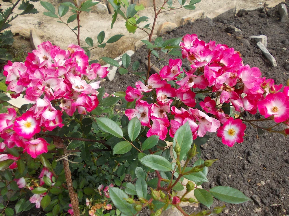 Musk Rose Mozart