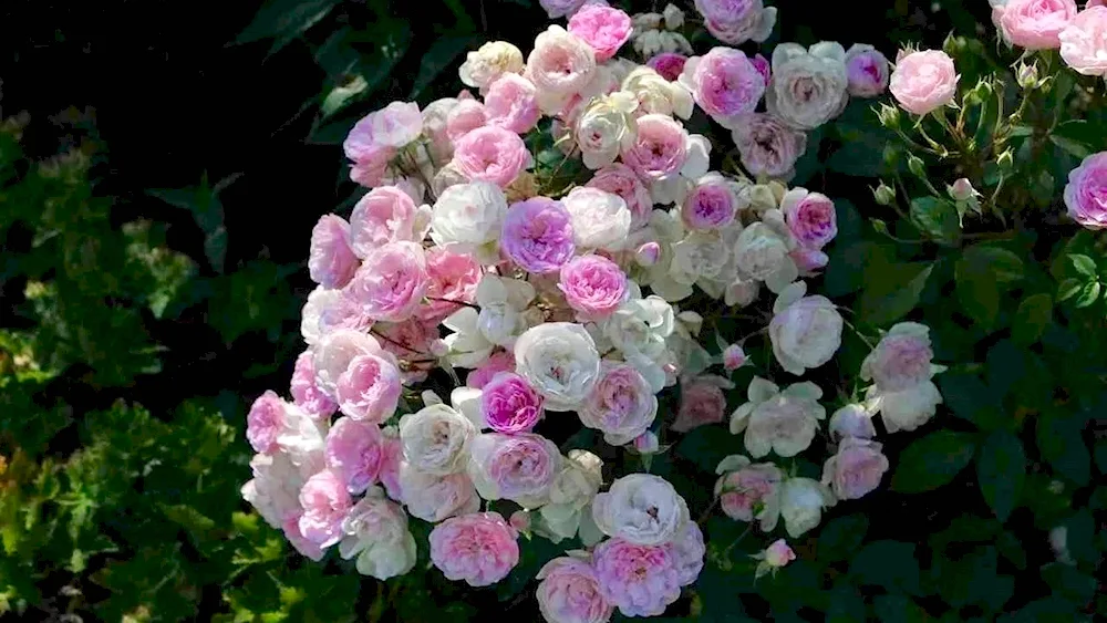 Musk rose Mozart