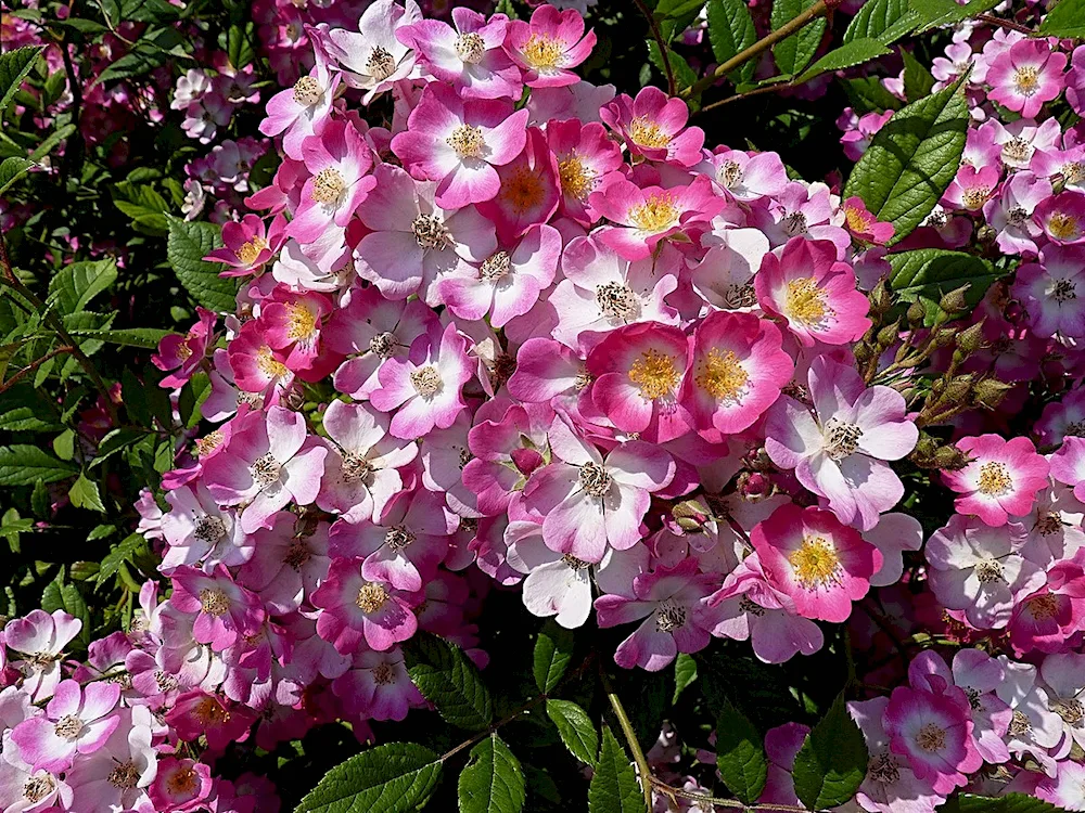 Musk rose Mozart