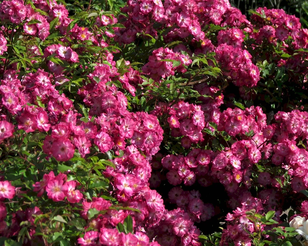 Musk Rose Sibelius