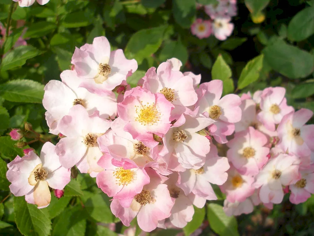 Musk rose hybrids ballerina