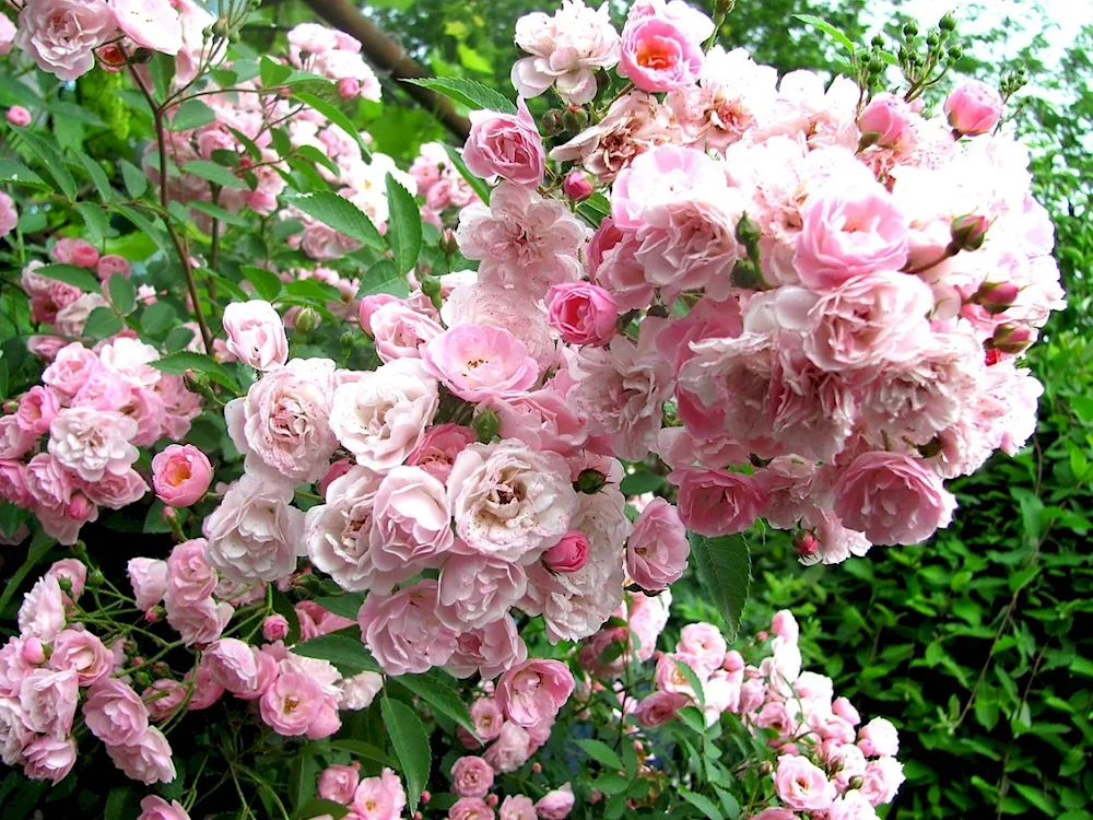 Musk rose hybrids Havenley Pink