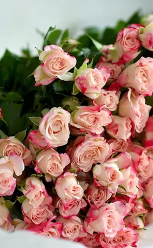 Rose Mousset