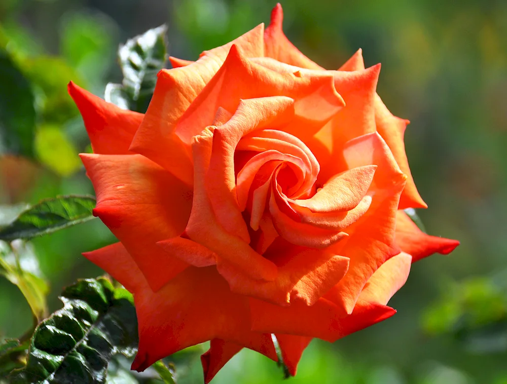 Rainbow rose