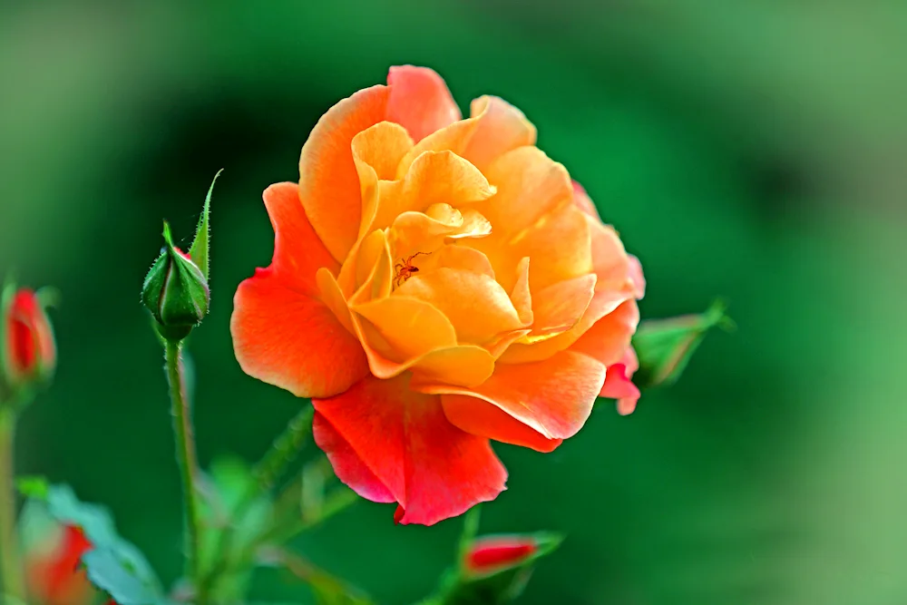 Orange crown rose