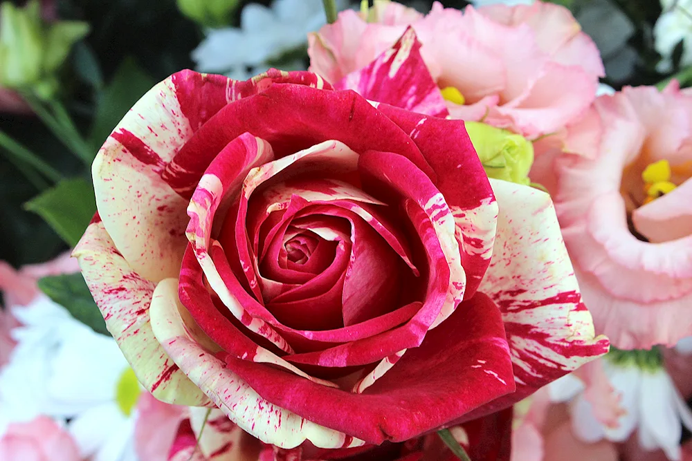 Rosa Naranga bush rose