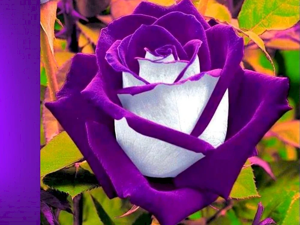 Rose Pacific Blue