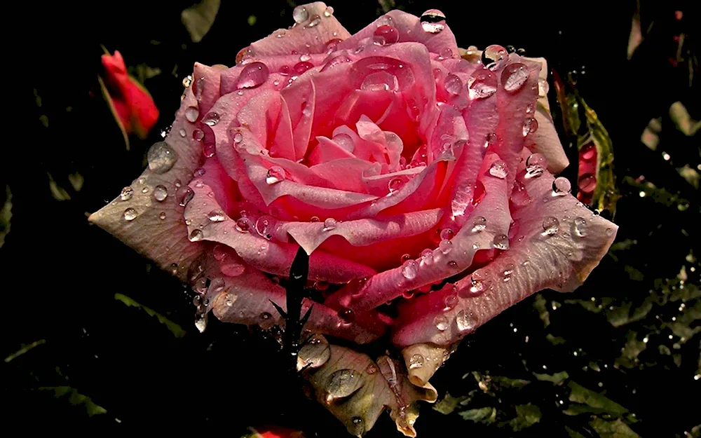 Red flower