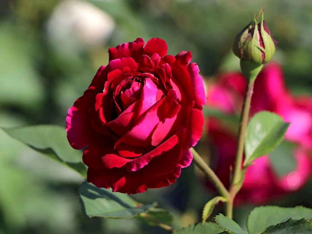 Darcy Bussell.