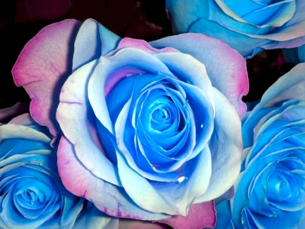 Rose Rainbow