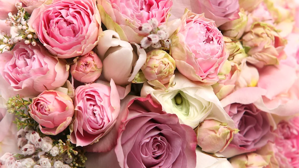 Peony Pink