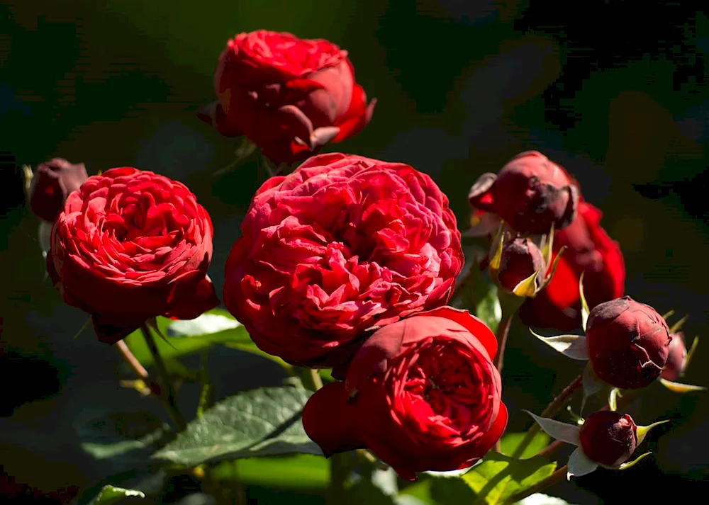 Peony rose red piano